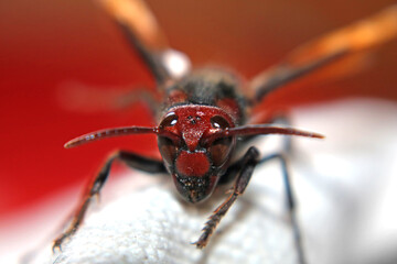 macro of a fly
