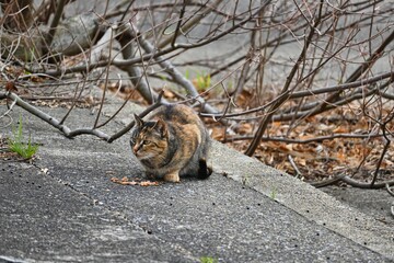 カリカリを食べながらこちらを見ているキジトラ猫