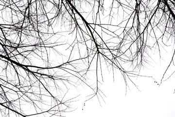 Dry tree branches on isolated white background