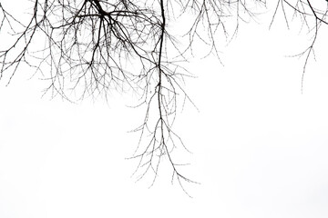 Dry tree branches on isolated white background