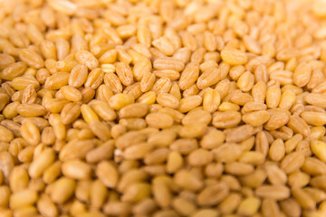 grains of wheal top view close up