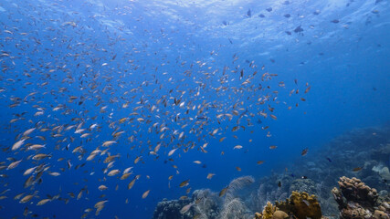 Seascape in coral reef of Caribbean Sea, Curacao with fish, coral and sponge