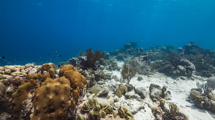 Seascape in coral reef of Caribbean Sea, Curacao with fish, coral and sponge