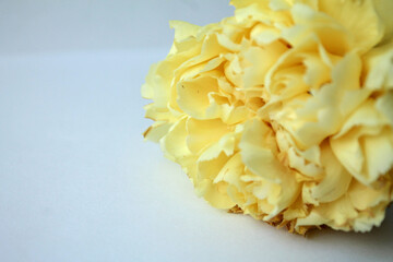 yellow flower on white background