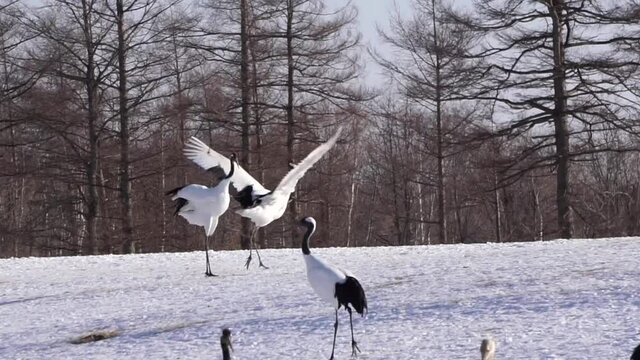 丹頂鶴, タンチョウ, 鶴, つる, crane, dance, 求愛, ダンス, 釧路, 釧路湿原, 野生, 自然, 冬, 雪,鶴居,カップル,北海道,道東
