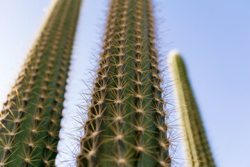 Beautiful big green cactus at the exotic garden