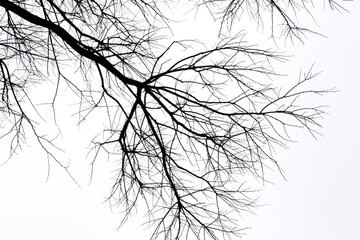Dry tree branches on isolated white background

