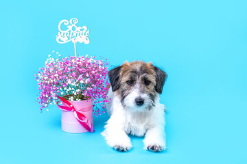 A cute Jack Russell Terrier broken puppy in a festive cap sits next to a bouquet of pink flowers on a blue background. On the bouquet there is an inscription in Russian on March 8.