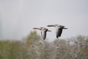 Brown goose flying with wings down