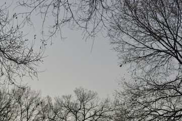 Trees in winter against the blue sky