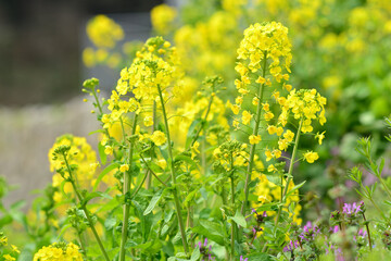 Obraz premium 菜の花-1