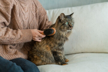 猫にブラシをかける女性