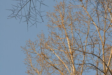 Trees in winter against the blue sky