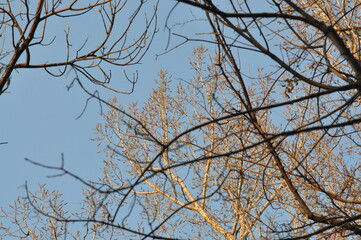 Trees in winter against the blue sky