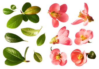 A beautiful image of spring pink flowers