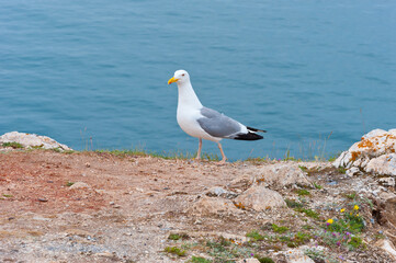 A seagull walks over the stones on the shore of Lake Baikal.