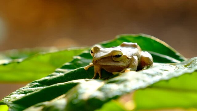 Common southeast asian tree frog (Polypedates leucomystax, polypedates maculatus) on green leaf in the nature.