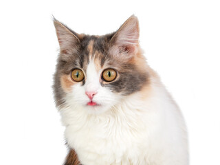 Fototapeta premium Bright fluffy funny cat isolated on the white background