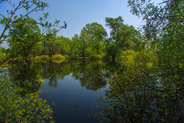 Spring flood. Trees standing in the water