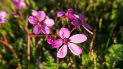 Purple flower in the middle of the garden.