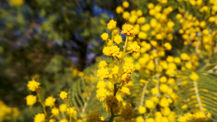 Fototapeta premium mimosa plant in the middle of the field.