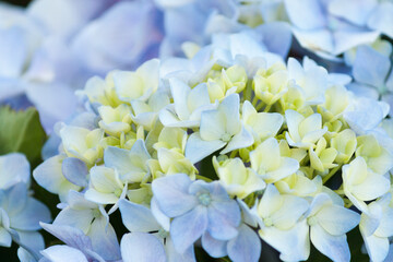 Beautiful light blue hydrangea flowers blooming