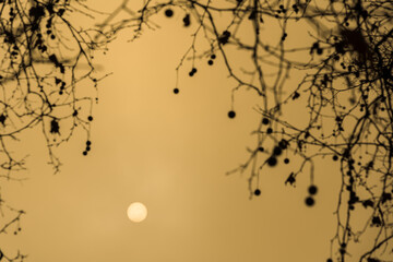 The sun appearing as a yellow globe behind dense fog, some irregular tree branches around