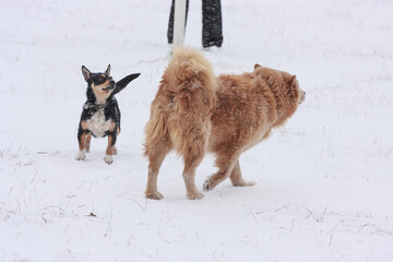 dogs in the snow