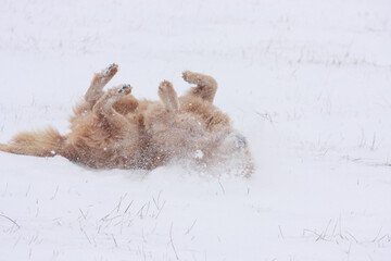 dog in the snow