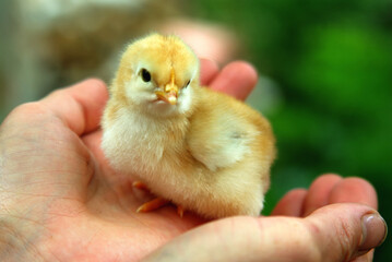 baby chicken in hand
