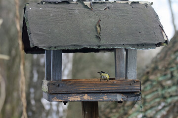 Vogelhaus
