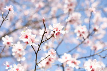 A close-up of a blooming almond branch with white and pink flowers is set against a blurry background of blue sky and white flowers.