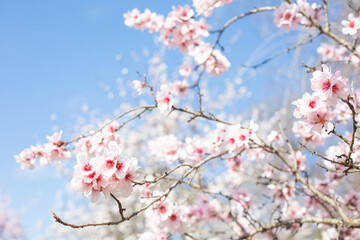 Beautiful sprigs of a blossoming almond tree are on a blurred background of a blossoming park.