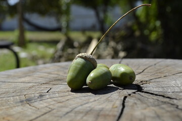 acorns