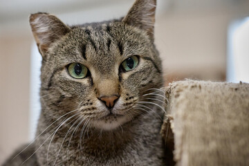 close up portrait of a cat