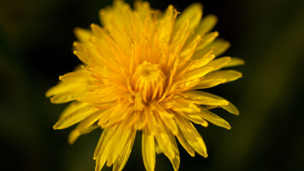 Macro shot of a yellow dandelion