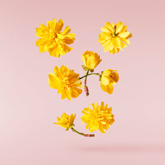 Beautiful sping flowers flying in the air. Levitation concept