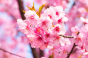 河津桜のある背景