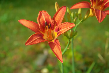 The stamens of the flower.