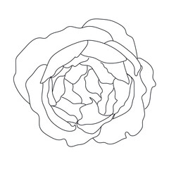 Flower in one line continuous style. Simple botanic element. Minimalism sketch. 