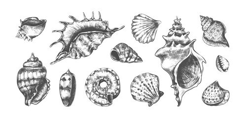 Hand drawn tropical marine seashells. Black and white graphic sketch of bivalves or spiral clamshells. Underwater inhabitants, isolated ocean cockleshells. Conch with pearls. Vector undersea fauna set © SpicyTruffel