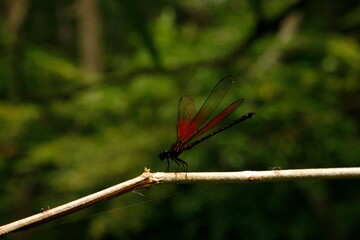 Dragonfly on a branch in Thailand