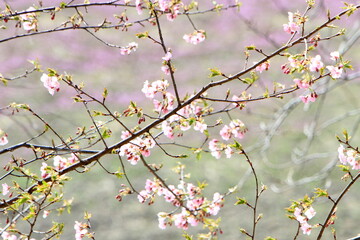 河津桜