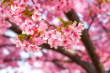 河津桜のある背景