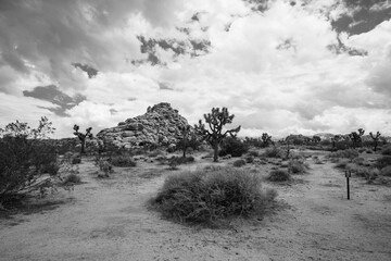 joshua tree national park landscape with trees