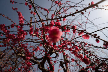 apples on tree