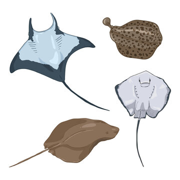 Numb-fishes Cartoon Set. Vector Collection of Stingrays