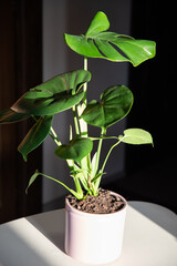 monstera or split-leaf philodendron (Monstera deliciosa) in a pot growing houseplants indoors