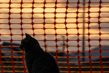 black and white cat