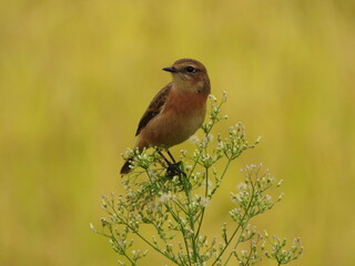 【ノビタキ】草木の先端を身軽に飛び移ってく姿が愛らしいです。